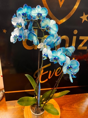 Mavi Orkide Çift Dal ( İTHAL)