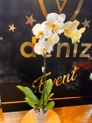 BEYAZ TEK DAL ORKİDE 