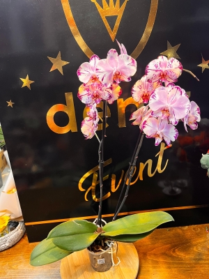 PEMBE ORKİDE ÇİFT DAL (İTHAL)