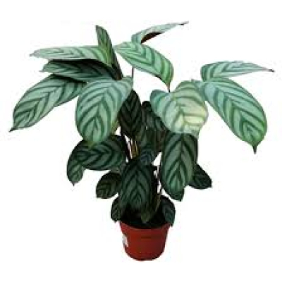 dua çiçeği ithal büyük