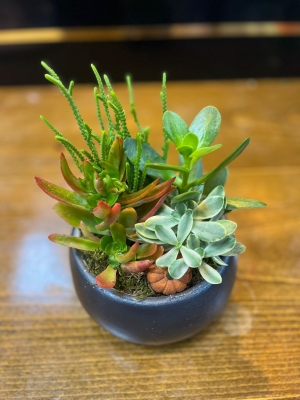 sukulent 