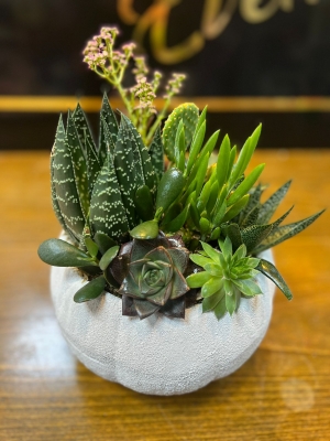 sukulent 